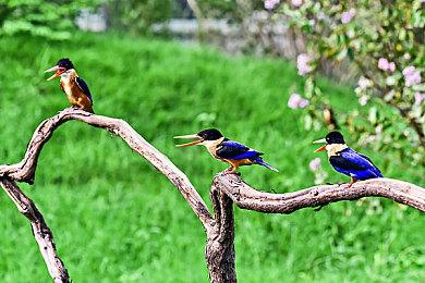 《守望先锋2》B测首周收视遭滑铁卢 Twitch平台观众大量流失